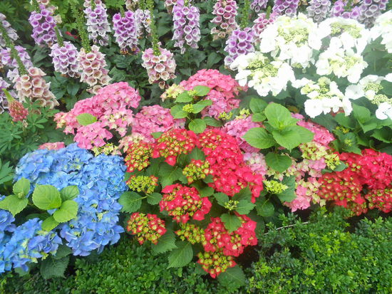 bunte Hortensien, auch schön