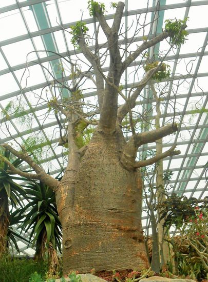 afrikanischer Flaschenbaum - Baobab - in Afrika oll es ganze Wälder davon geben