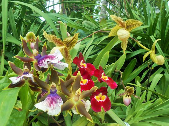Orchideen Medley im Garden by the Bay