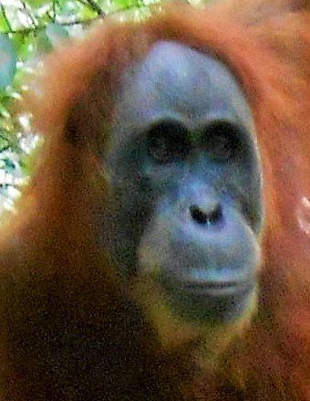 Bukit Lawang - Gunung Leuser National Park