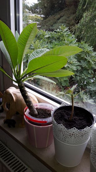 Frangipani Steckling von einem Frangipani Baum vom Toba See aus dem Hotel Samosir Villa - von zwei mitgebrachten Stecklingen hat dieser (links) wunderschön gewurzelt