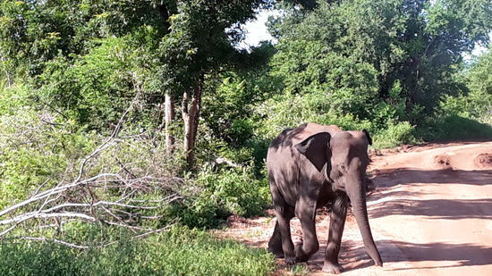 dieser hier, erschien mir als der sportlichste