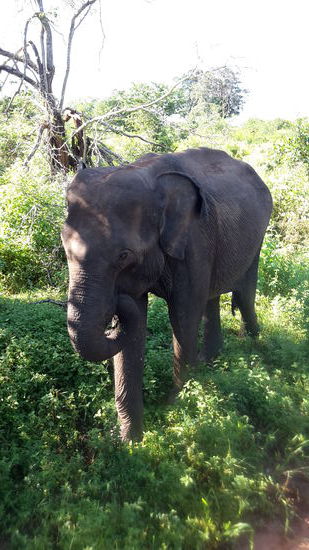 ganz nah am Jeep vorbeigetrabt