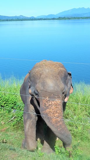 Trampelmethode hilft leider nicht viel