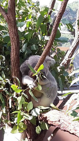 Einmal den Ast umarmen