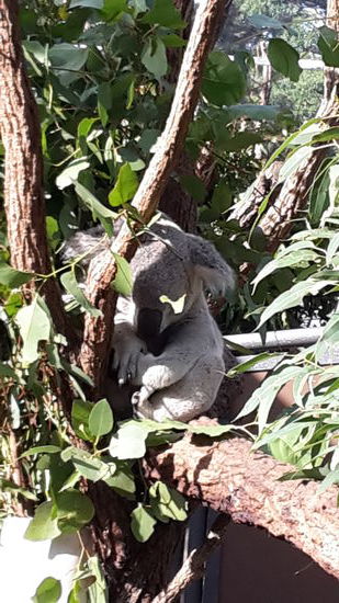 hier muss er sich nicht mehr ganz so stark festhalten