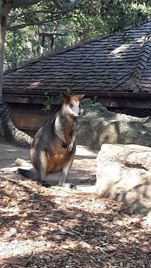 Swamp Wallabie