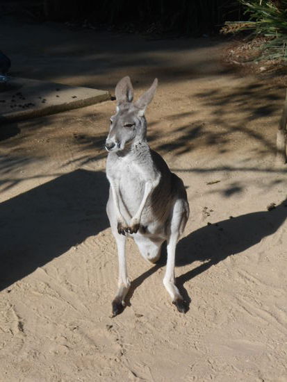 big red kangaroo