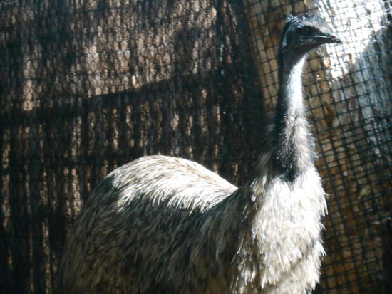 Emu