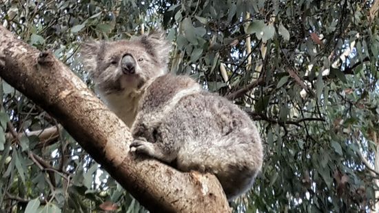 Im Eukalyptuswald gefunden; wahrscheinlich habe ich den armen Kerl geweckt mit meiner Brüllerei
