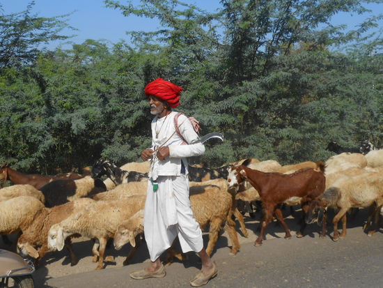 Gypsies, diesmal mit Schafen und nicht mit Kamelen