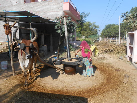 so wird Sesamöl hergestellt