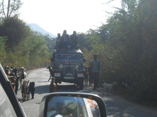 von Verkehrsregeln keine Spur, sind überbewertet, einfach mal schauen wer mehr Platz auf dê Strasse braucht. Dieser Verkehrsteilnehmer ist der erste, in diesem Fall die Ziegenherde