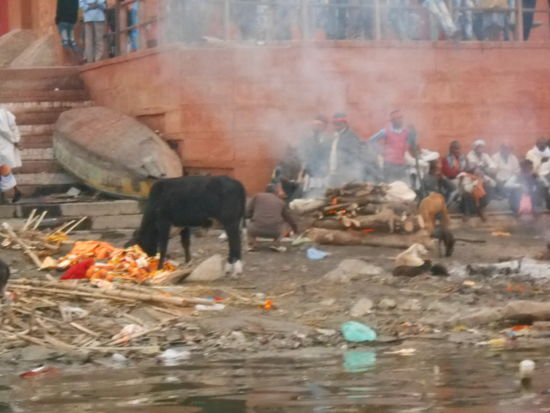 Verbrennungs Ghats, heilige Kühe sind überall