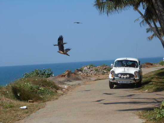 ein alter Ambassador, Seeadler fliegen