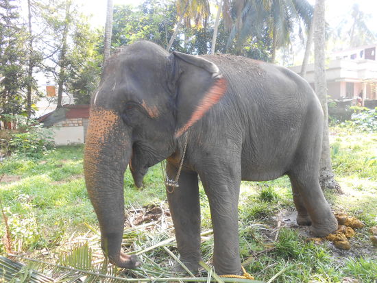 Elefant in Tivandrum