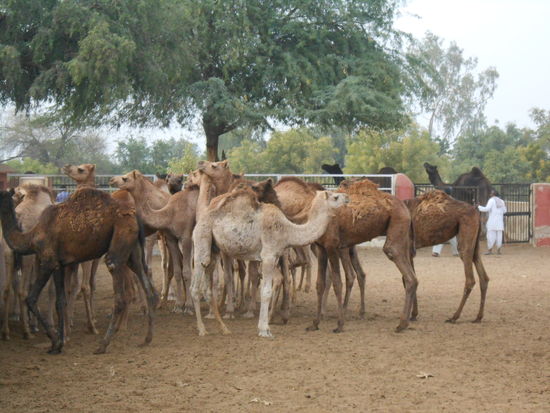süsse kleine Kamele, hier waren wir eine ganze Weile. Separat von den Muttertieren, da nur die Muttertiere die begehrte Kamelmilch geben können. Gemolken wird per Hand.