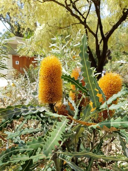 Banksia