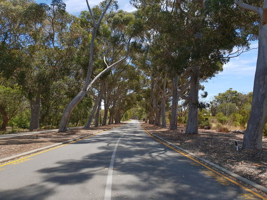 Eukalyptus Allee - die anfänglich gepflanzte europäischen Bäume gingen ein, so kam es zu der Eukalyptus Allee