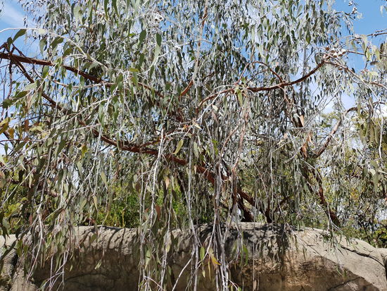 Eukalyptus "Trauerweide"