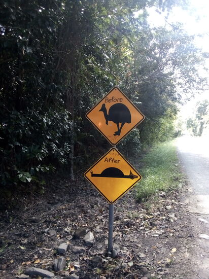 Vorsicht Kasuar Verkehrsschild Daintree Regenwald Nord Queensland