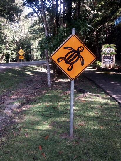 Wo sind hier die Schildkröten?