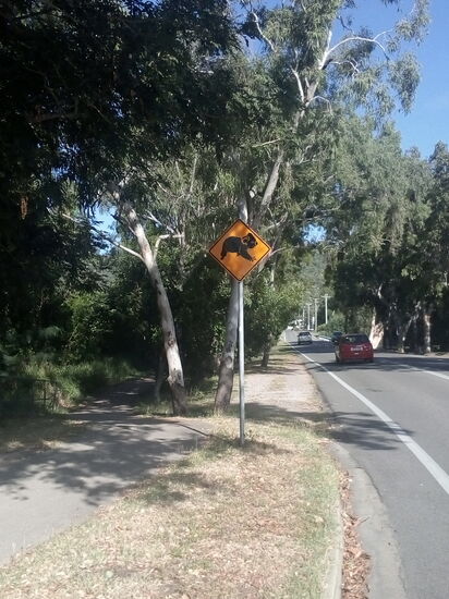 Hier sahen wir tatsächlich einen Koala im Baum kuscheln. (Magnetic Island)