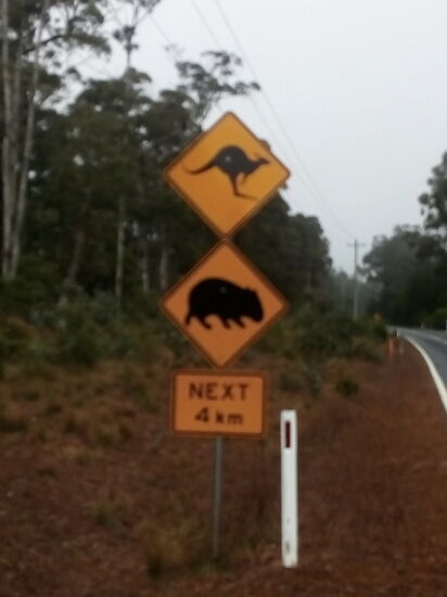 Blue Mountains - Achtung Wombat &amp; , Kängeru