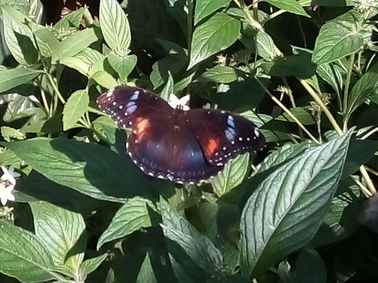 Australian Butterfly Sanctuary in der Conservatory im botanischen Garten