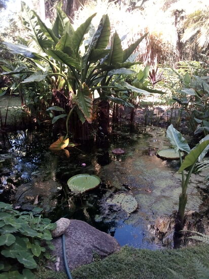 Lilly Pond (ohne Lilien)