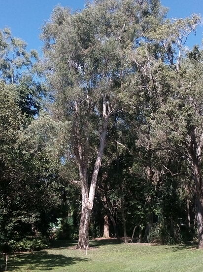 Eukalyptusbaueme dürfen nicht fehlen