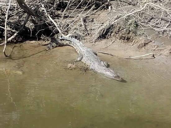 Ein schaurig schönes "Saltie"