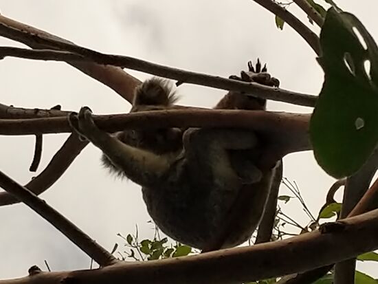 einer der 900 Koalas auf Magnetic Island in freier wilfbahn