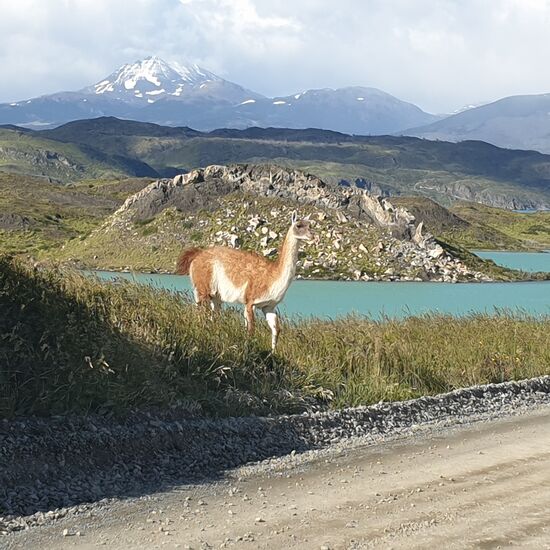 Auf die Titelseite schaffen es nur die schönsten Bilder. Die Tiere sind unter anderem der Puls Südamerikas.