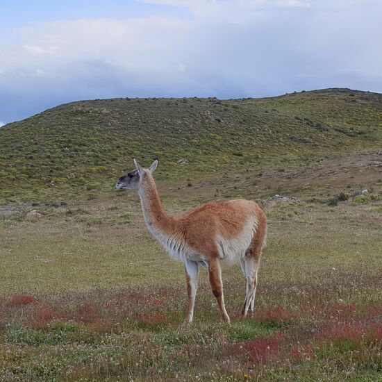 Guanaco