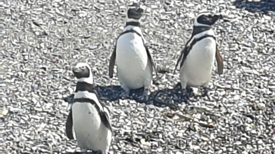 drei friends am Strand