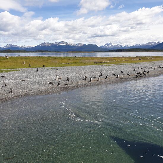 das  Pinguin-Treffen am Strand - und ohh wie niedlich so manche Pinguine angewatschelt kamen zum Strand