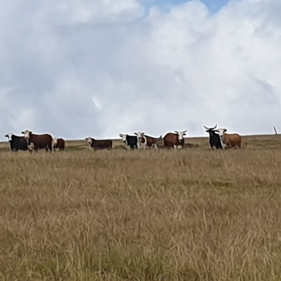 Nachhaltige Landwirtschaft, das liebe Vieh läuft einfach im Nationalpark umher