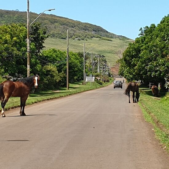 Unten hinter Hanga Roa, Dorfidylle