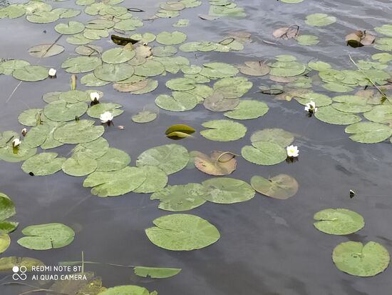 Hier denkt man sofort an die Bilder vom Monet