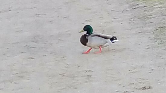 Stolz einmal ueber den Strand marschiert