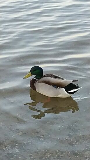 Alle meine Entchen....