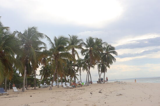 wenigstens die Palmen sind vorhanden auf Bacardi Island