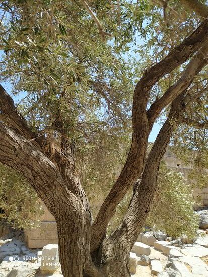 Olivenbäume gibt es Tausende auf Rhodos 
Akropolis Lindos