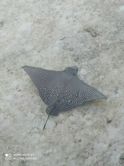 Gepunkteter Adler Rochen