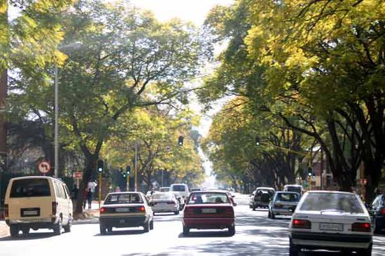 Für blühende Jacaranda Bäume waren wir ziemlich genau 2 Monate zu früh dran. Ende September und Anfang Oktober verzaubern die Bäume die ganzen Straßen in ein einziges Blütenmeer.