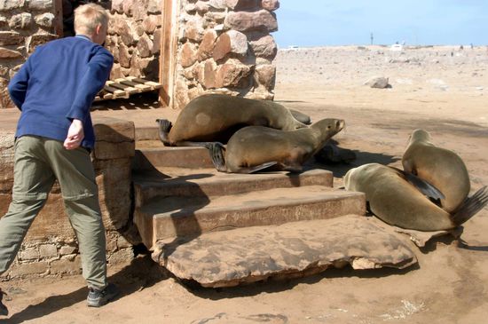 Die eigentlich für Touristen gedachte Toilette war von den Seelöwen in Beschlag genommen worden