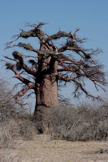 Markant für diese fast topfebene Gegend die Affenbrotbäume oder Baobab