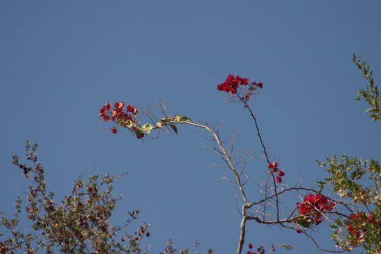 Rote Blüten vor einem strahlend blauen Himmel empfingen uns am "Crocodile Camp".