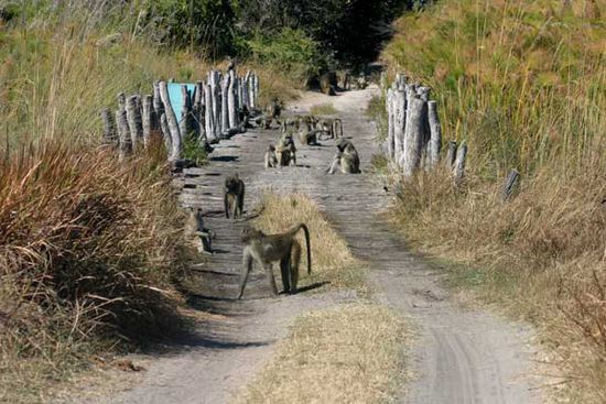 dicht belagert, die 3rd Bridge